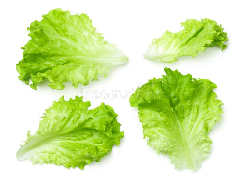 Lettuce leaves isolated on white background. Batavia salad. Top view. Lettuce leaves isolated on white background. Batavia salad. Top view