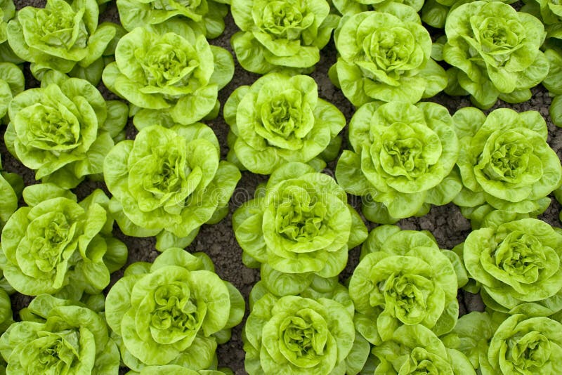 Fresh pieces of butter-lettuce before harvest. Fresh pieces of butter-lettuce before harvest