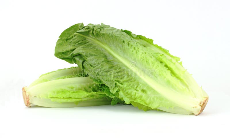 A great view of two stalks of romaine lettuce. A great view of two stalks of romaine lettuce.