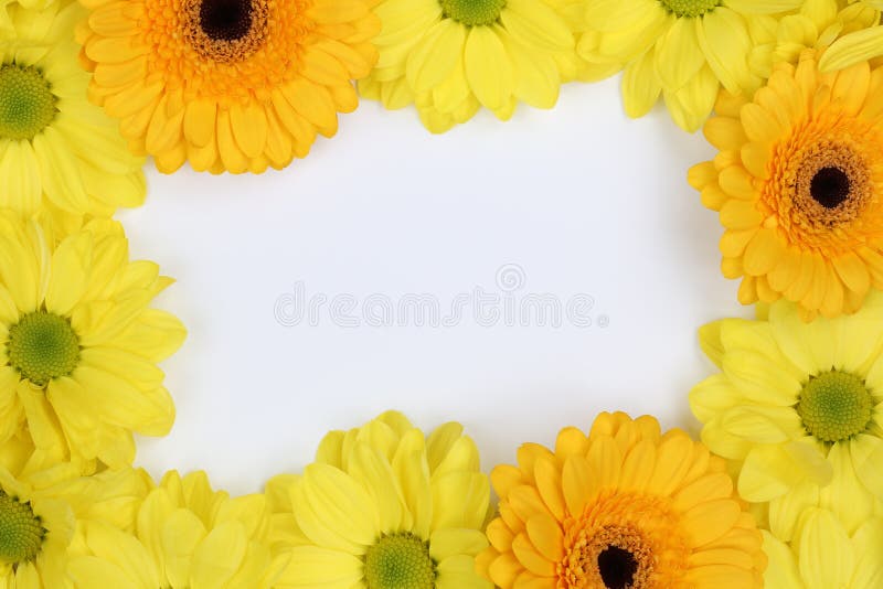 Frame from Chrysanthemums flowers in spring or mothers day with copyspace for your own text. Frame from Chrysanthemums flowers in spring or mothers day with copyspace for your own text
