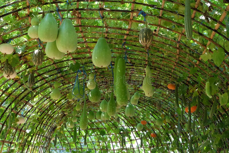 蔬菜拱门，甜瓜拱门，西葫芦，丝瓜络 库存照片