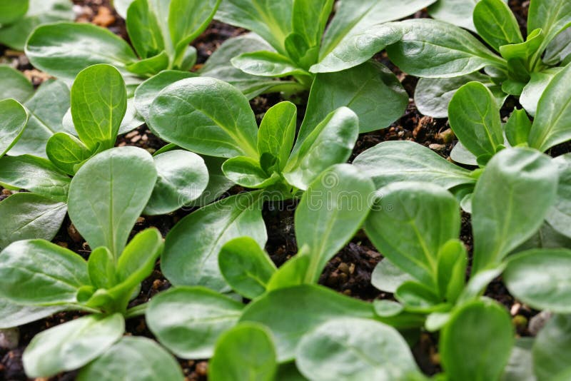 Corn salad, mache, lambâ€™s lettuce. Corn salad, mache, lambâ€™s lettuce