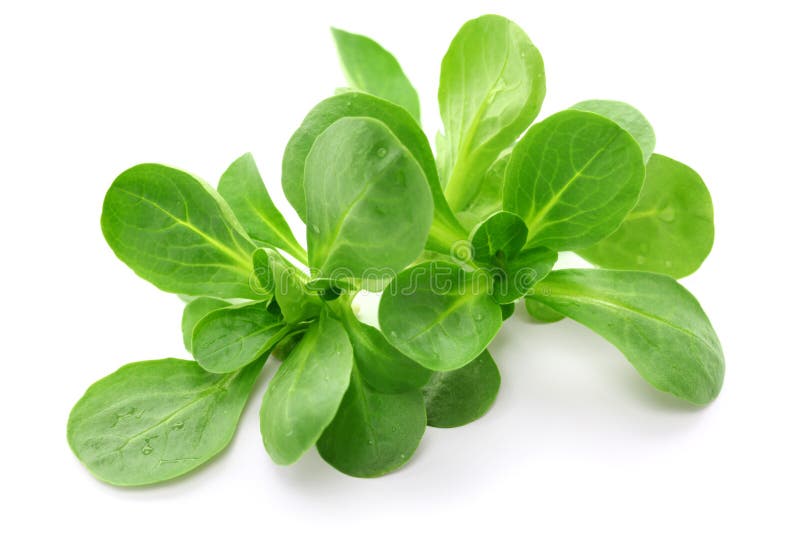 Corn salad, mache, lambâ€™s lettuce. Corn salad, mache, lambâ€™s lettuce