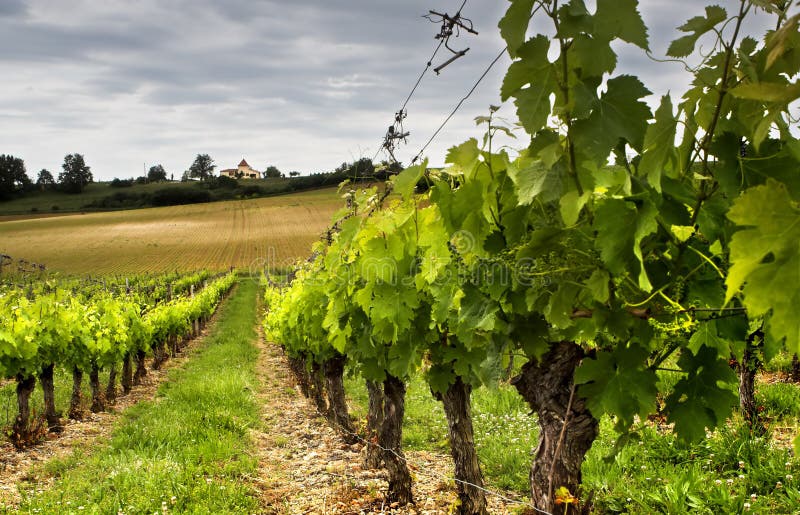 Small grapes growing in a French vineyard. Small grapes growing in a French vineyard