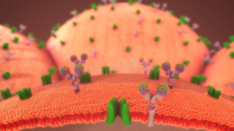 Energy is required for the normal functioning of the organs in the body. Many tissues can also use fat or protein as an energy source but others, such as the brain and red blood cells, can only use glucose. Glucose is stored in the body as glycogen. Energy is required for the normal functioning of the organs in the body. Many tissues can also use fat or protein as an energy source but others, such as the brain and red blood cells, can only use glucose. Glucose is stored in the body as glycogen.