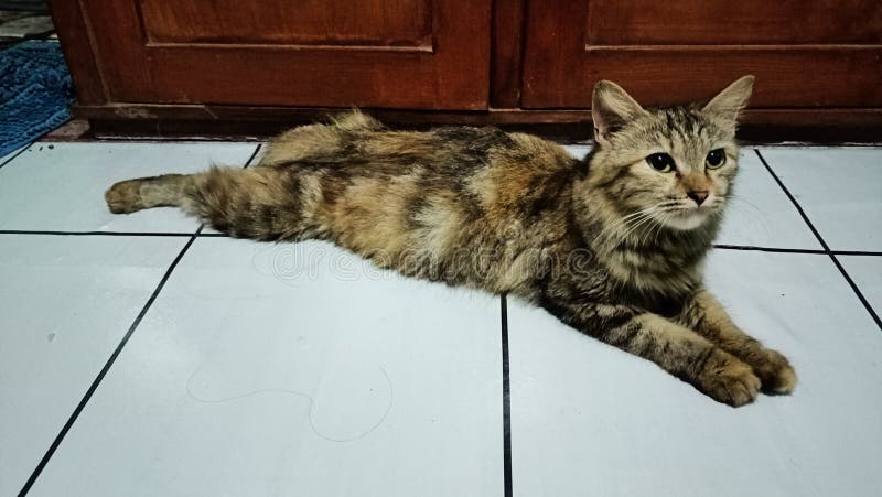 蒙娜怀孕的猫 免版税库存图片