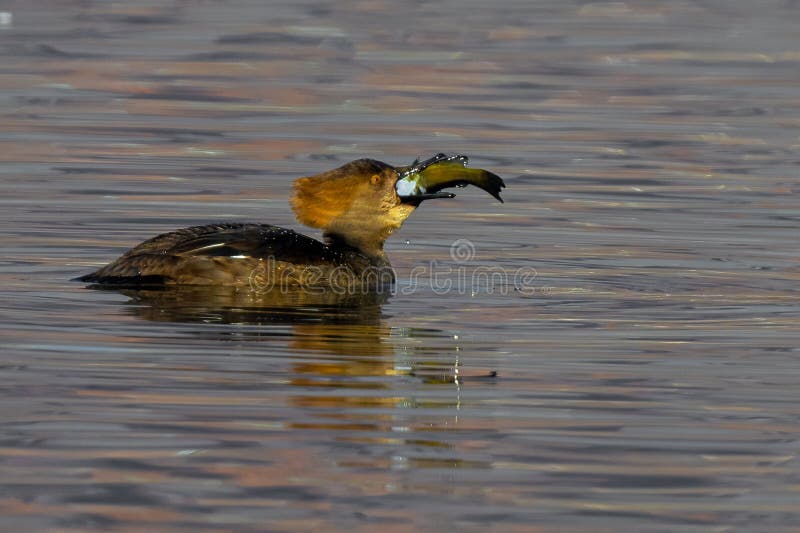 Hooded Merganser (Lophodytes cucullatus) Gulping down a Catch. Hooded Merganser (Lophodytes cucullatus) Gulping down a Catch