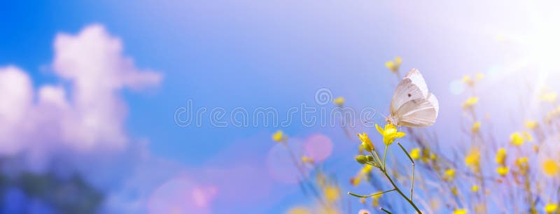 蓝天背景艳丽白蝶的夏秋田黄花 夏日自然景观 库存图片 蓝天背景艳丽白蝶的夏秋田黄花 夏日自然景观 库存图片