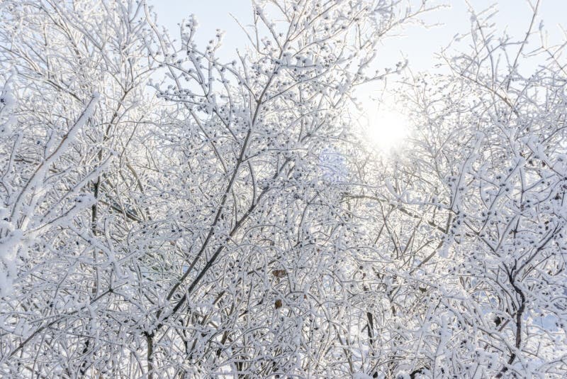 蓝天覆雪的树顶,森林天空背景中的冰冻树,覆盖着树枝 免版税图库摄影 蓝天覆雪的树顶,森林天空背景中的冰冻树,覆盖着树枝 免版税图库摄影