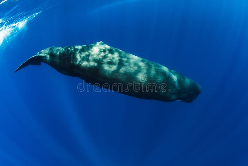 蓝海中的精鲸