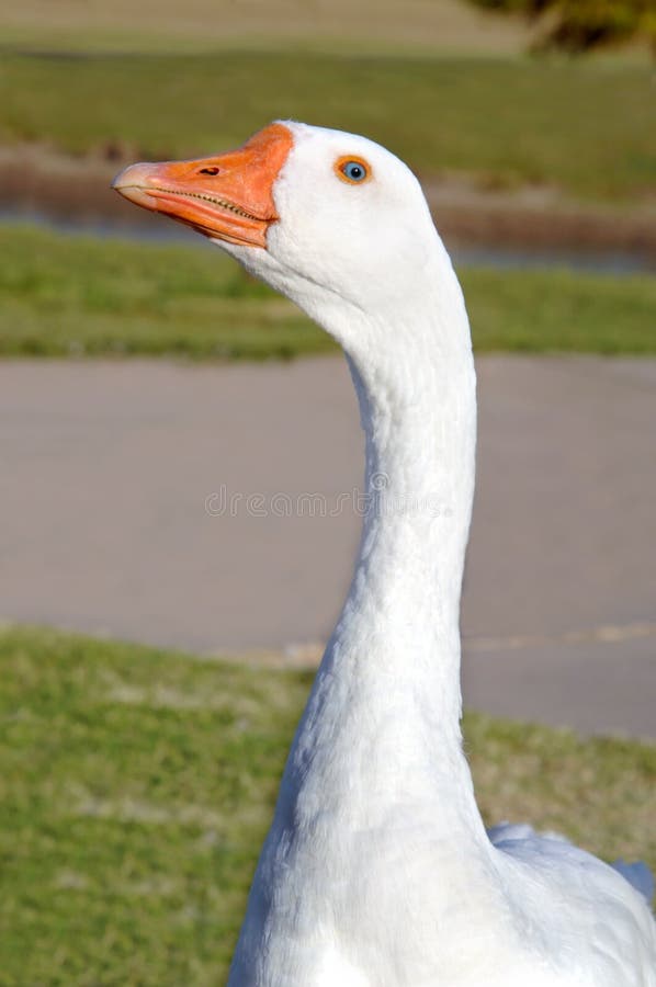 Aggressive goose warily eyes newcomers to his domain. Vivid blue eye ringed in orange watches visitors closely. Aggressive goose warily eyes newcomers to his domain. Vivid blue eye ringed in orange watches visitors closely.