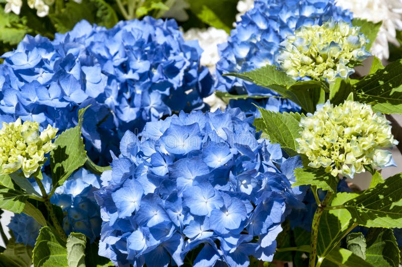 蓝色八仙花属