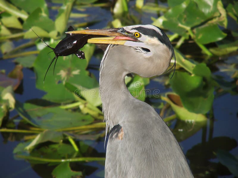 Great Blue Heron catches a catfish - Florida Everglades. Great Blue Heron catches a catfish - Florida Everglades