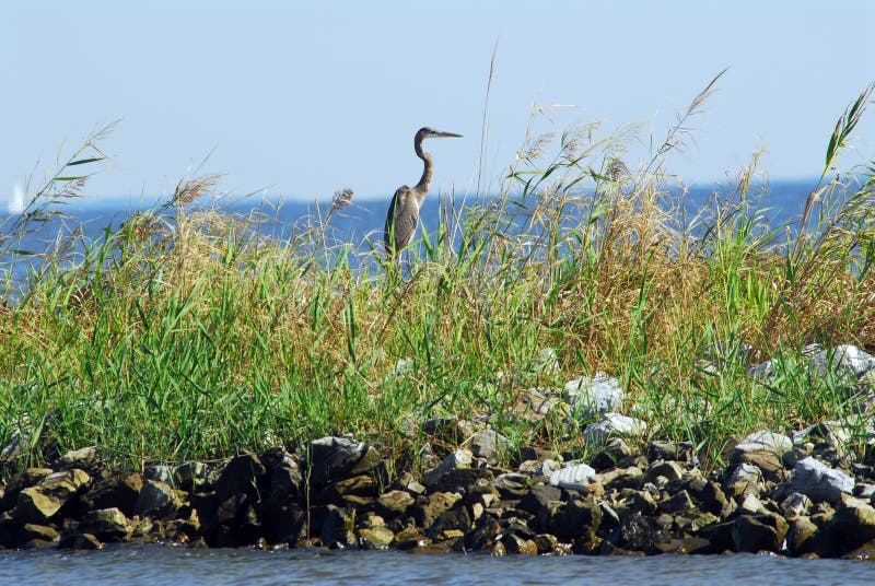 Great Blue Heron standing on a jetty in tall grass on the Chesapeake Bay. Great Blue Heron standing on a jetty in tall grass on the Chesapeake Bay