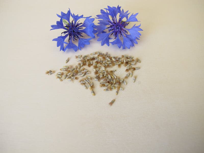 蓝色玉米花的花籽 免版税库存图片