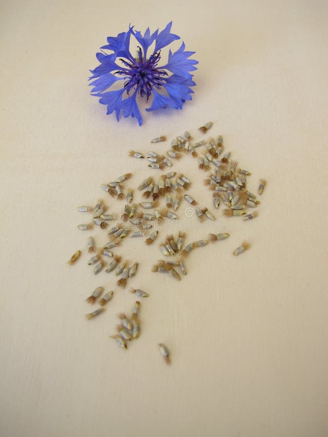 蓝色玉米花的花籽 免版税库存图片