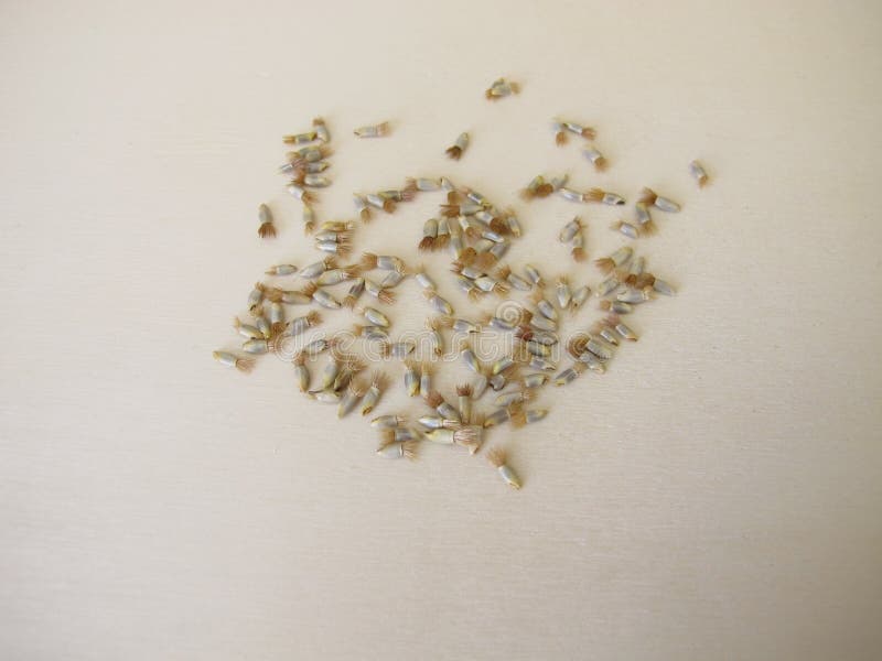 蓝色玉米花的花籽 图库摄影