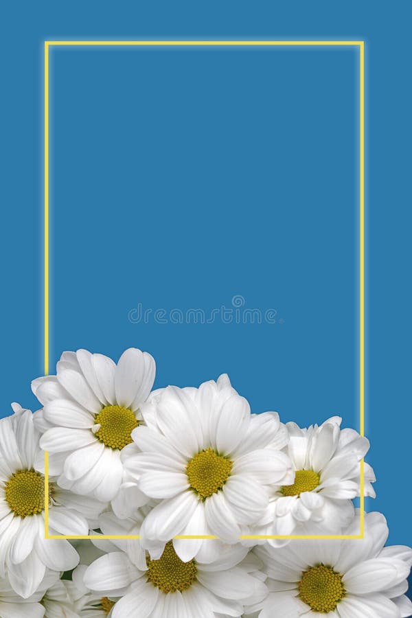 蓝色背景中隔离的雏菊花束，带文本空间的贺卡模板设计，渐变发光框 图库摄影