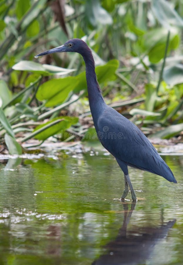 Photograph of a Little Blue Heron in a southern tropical setting. Photograph of a Little Blue Heron in a southern tropical setting.
