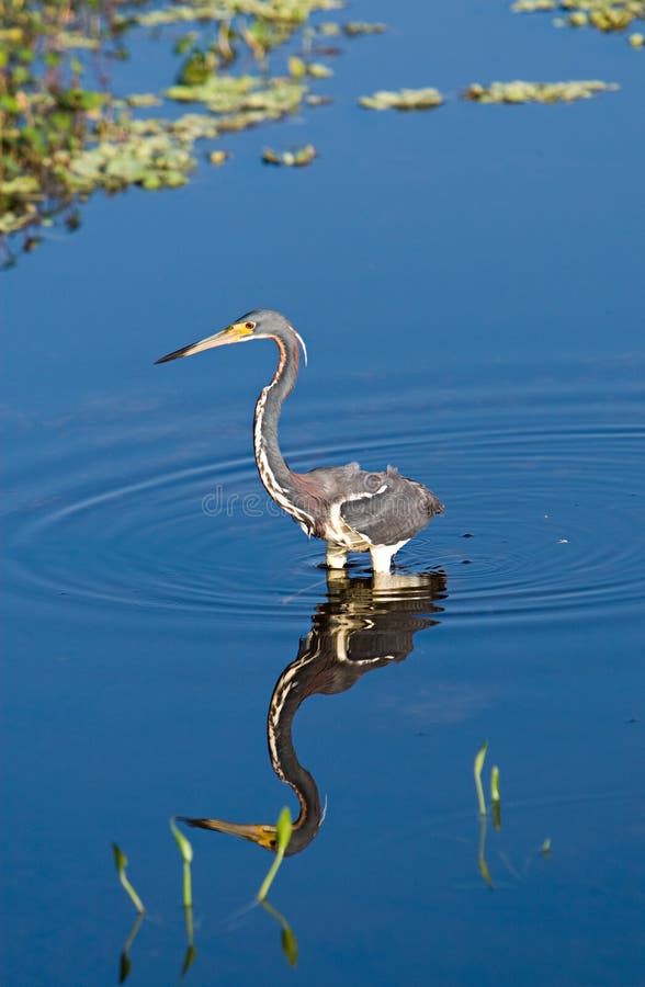A Blue Heron Wading In A Swamp. A Blue Heron Wading In A Swamp
