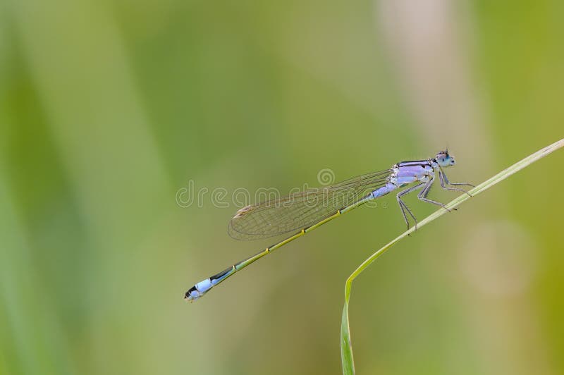 蓝色蜻蜓 青被盯梢的蜻蜓，捷克共和国