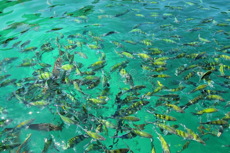 Image of clear blue ocean fishes shot from the top of the water surface. Image of clear blue ocean fishes shot from the top of the water surface