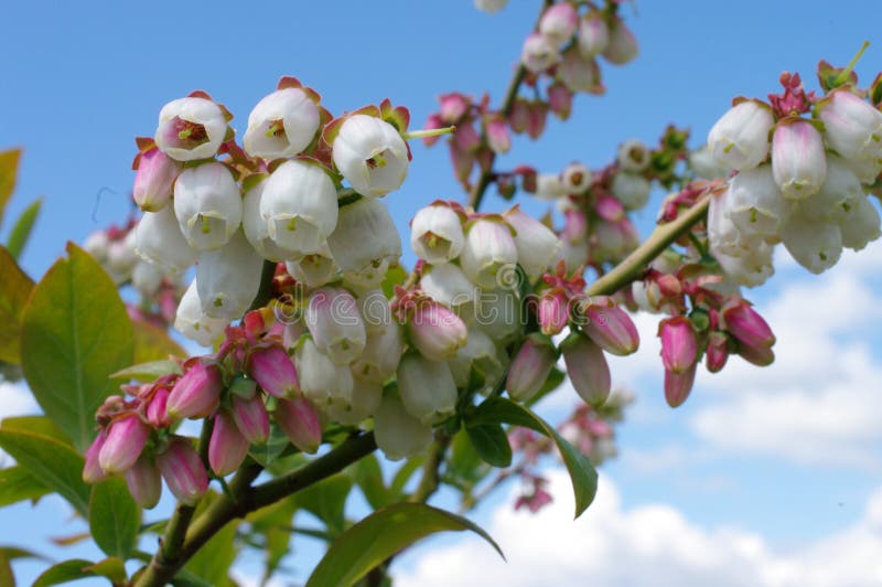 Vancouver canada. blueberry fields in full bloom change from green to pink to white. flowers open and ready for polination. Vancouver canada. blueberry fields in full bloom change from green to pink to white. flowers open and ready for polination