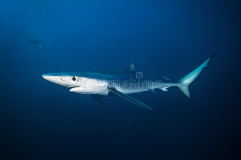 蓝鲨鱼， prionace glauca，大西洋，南非