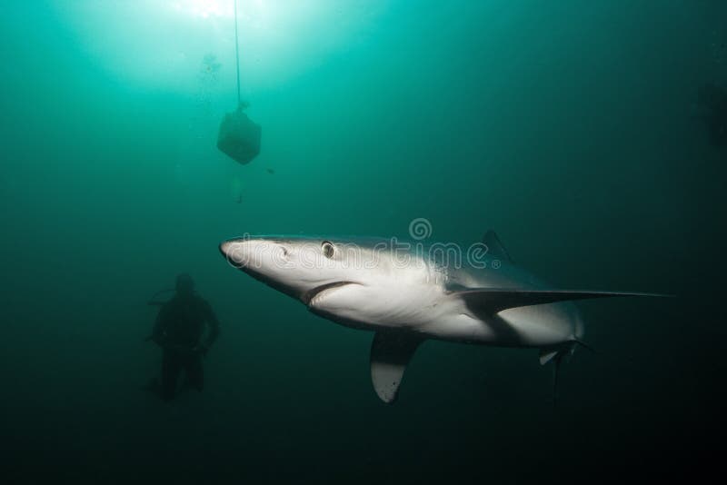 蓝鲨鱼， prionace glauca，大西洋，南非