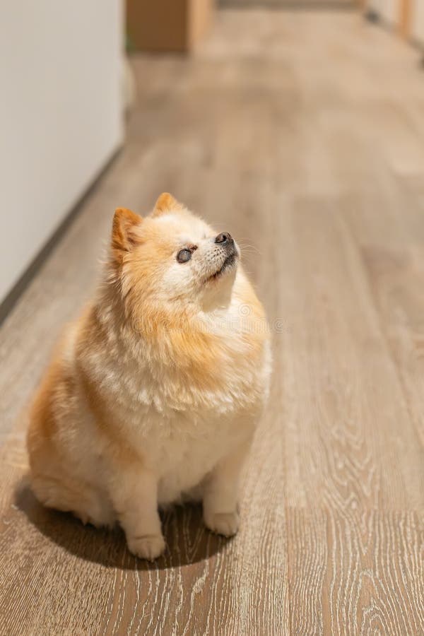 蓬松可爱的波美拉尼安盲犬，多云眼坐在木地上仰望 库存图片