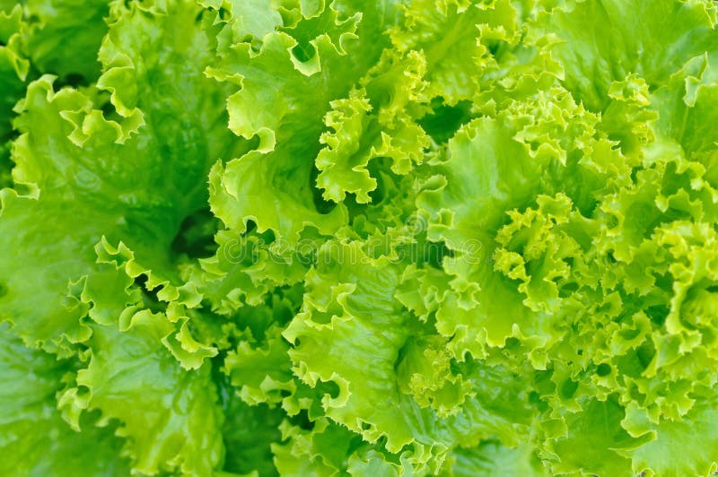 蔬菜沙拉 免版税库存图片 蔬菜沙拉 免版税库存图片
