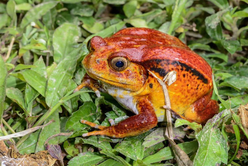 蕃茄青蛙, dyscophus antongilii, marozevo 图库摄影 蕃茄青蛙, dyscophus antongilii, marozevo 图库摄影