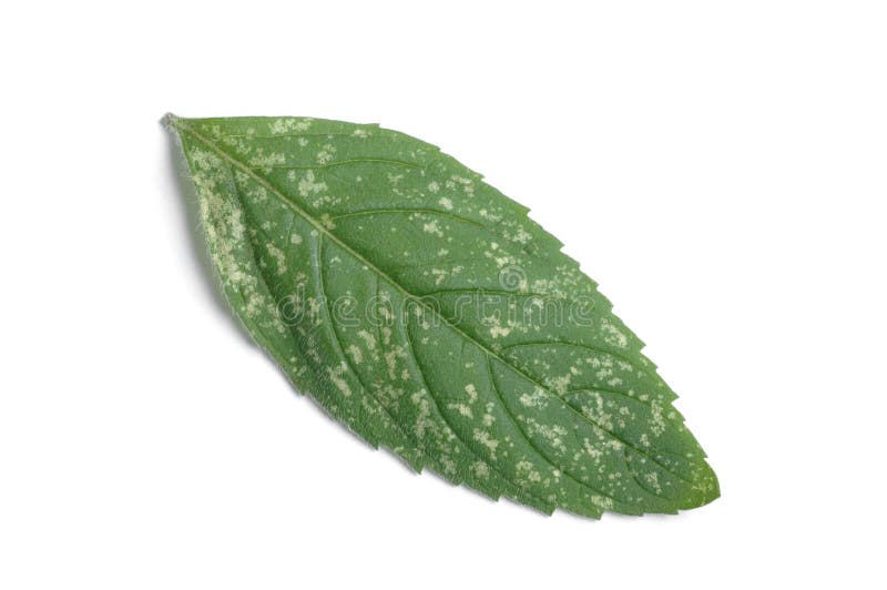 薄荷 免版税库存照片