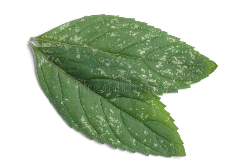 薄荷 免版税库存图片
