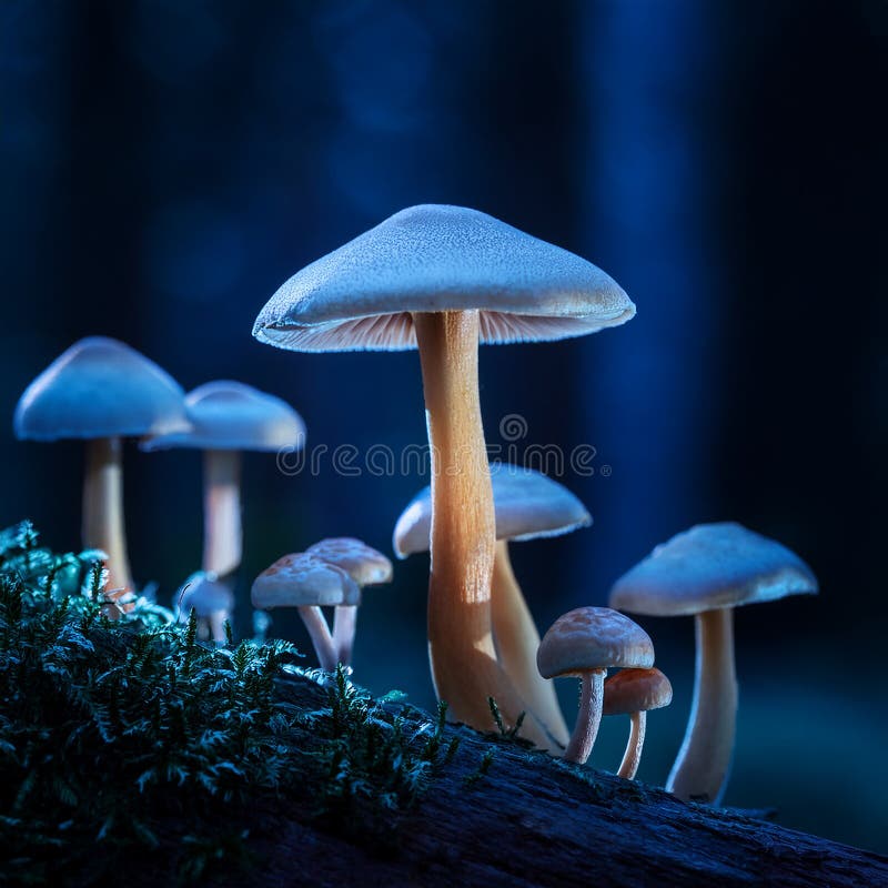 蘑菇. 神秘黑森林中的奇幻发光蘑菇 库存例证