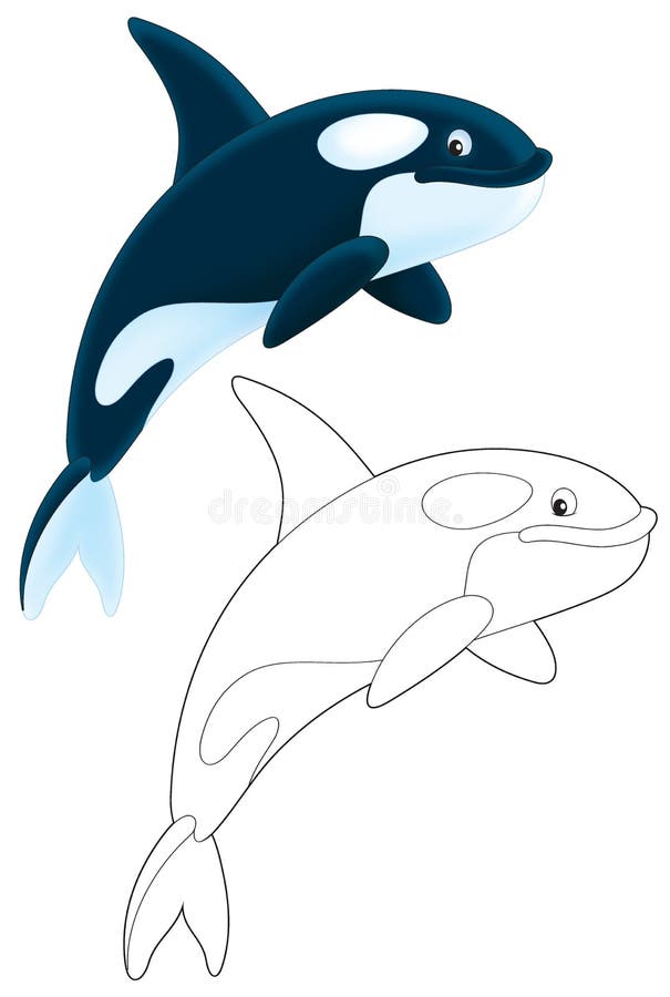 Orca diving, color illustration and black and white outline. Orca diving, color illustration and black and white outline