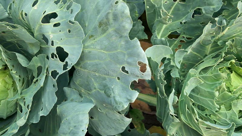 虫害损害白菜近距离 卷心菜的头和叶，被幼虫蝶和