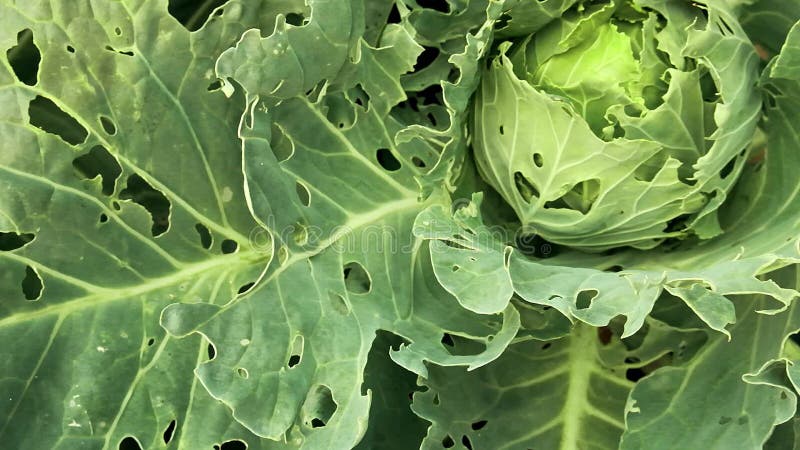 虫害损害白菜近距离 卷心菜的头和叶，被幼虫蝶和