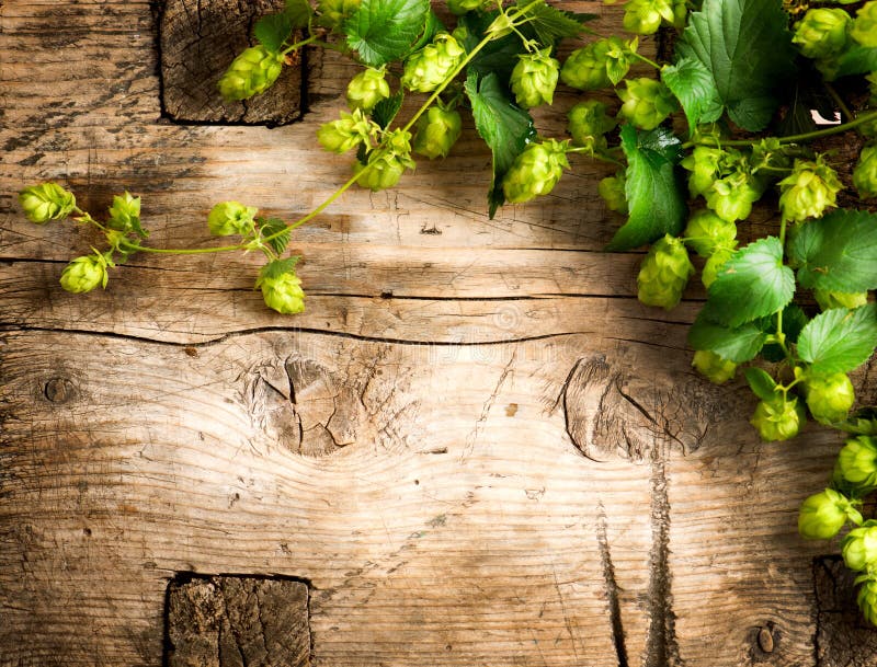 Hop plant border design. Twigs of hops over wooden cracked table background. Ingredients for beer. Beauty fresh whole hops close-up. Brewing concept surface. Brewery. Hop plant border design. Twigs of hops over wooden cracked table background. Ingredients for beer. Beauty fresh whole hops close-up. Brewing concept surface. Brewery