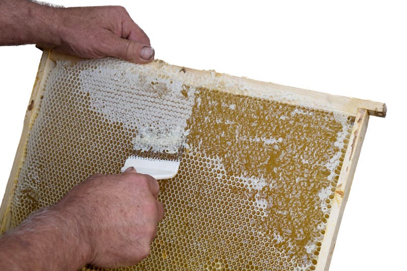 Honeycomb will open and uncapped for harvest honey. on white background. Honeycomb will open and uncapped for harvest honey. on white background