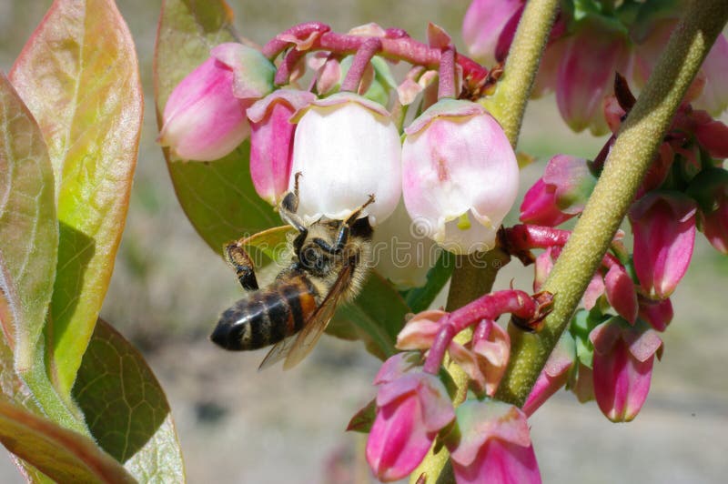 Vancouver canada. blueberry fields in full bloom change from pink to white. flowers open and are polinationed by bees gathering pollen. Vancouver canada. blueberry fields in full bloom change from pink to white. flowers open and are polinationed by bees gathering pollen