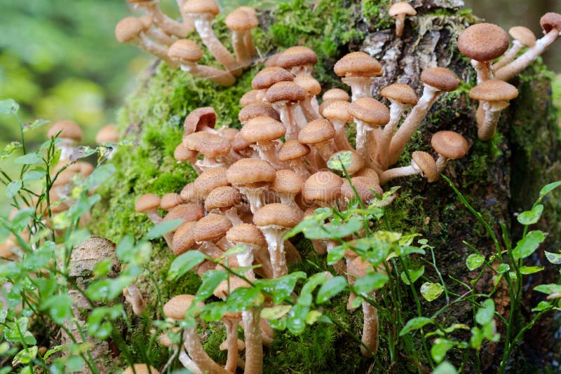 蜜环菌蘑菇