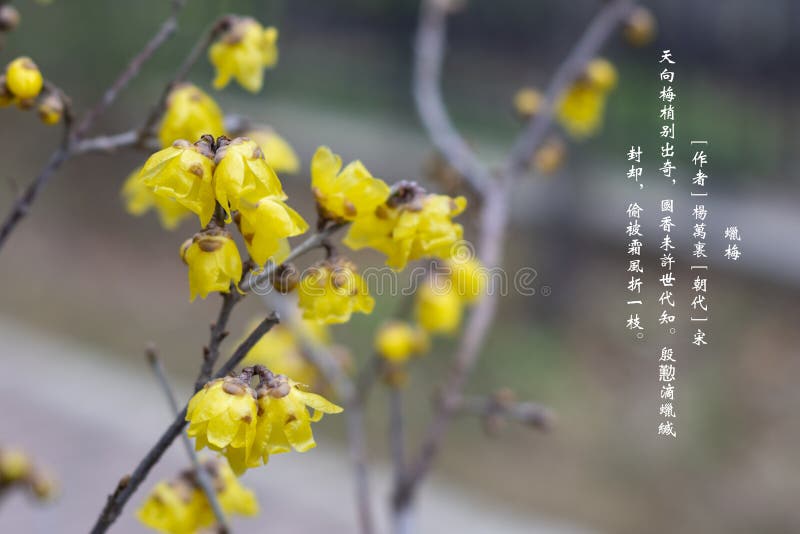 The wax plum blossoms in the deciduous midwintering winter and the cold and arrogant frost show the Chinese nation`s unyielding character in the face of power. It is conducive to garden planting, suitable for ancient bonsai, flower arrangement and plastic art, and is an ideal and precious flower for winter viewing. The wax plum blossoms in the deciduous midwintering winter and the cold and arrogant frost show the Chinese nation`s unyielding character in the face of power. It is conducive to garden planting, suitable for ancient bonsai, flower arrangement and plastic art, and is an ideal and precious flower for winter viewing.