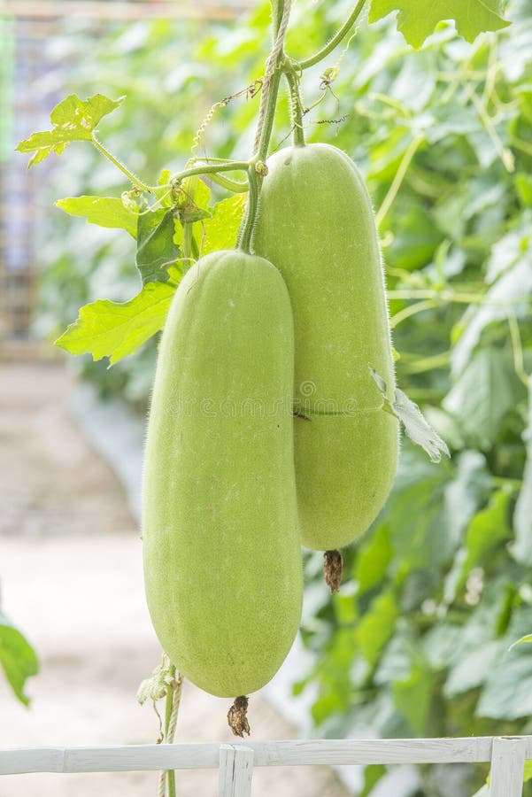 葫芦瓜在花园里 免版税库存照片