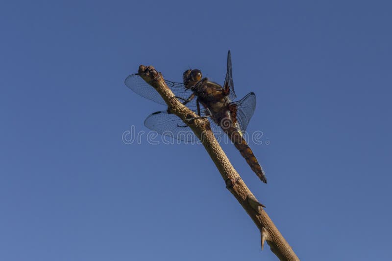 蜻蜓坐在茎上，在湛蓝的天空中