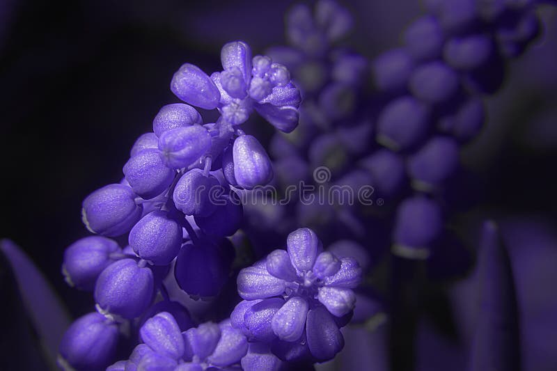 Viper bow or mouse hyacinth close-up. Mouse hyacinth flowers tinted with 2022 Pantone Very Peri 17-3938. Viper bow or mouse hyacinth close-up. Mouse hyacinth flowers tinted with 2022 Pantone Very Peri 17-3938