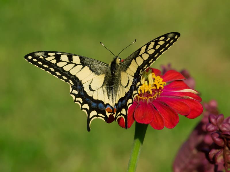 蝴蝶Papilio machaon 免版税库存图片 蝴蝶Papilio machaon 免版税库存图片