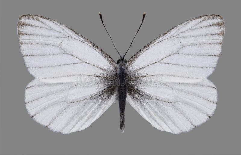 蝴蝶男性皮利斯euorientis