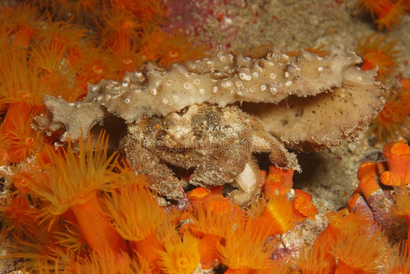 螃蟹dromia erythropus红眼海绵