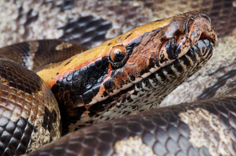 血蟒 (*Python curtus*) 分布于东南亚。这些蛇的体长可达约 2 米，体格非常强壮。